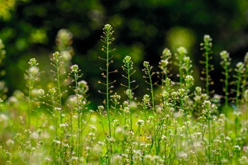 Traista Ciobanului (1000 seminte) Shepherd's Purse - Capsella Bursa pastoris, planta medicinala antiseptica, cicatrizanta, antiinflamatoare, Saflax - Img 3