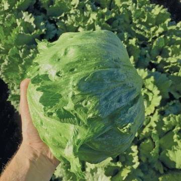 Traper (800 seminte) salata tip iceberg, capatani mari, compacte, frunze crocante, Toraf - Img 2