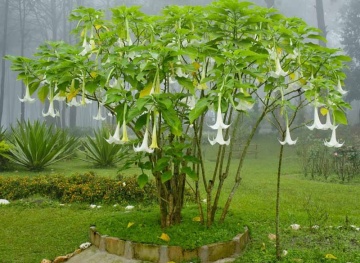 Trompeta Ingerilor alba (10 seminte) Angel's Trumpet White - Brugmansia suaveolens, flori mari albe parfumate, inflorire abundenta, Saflax - Img 2