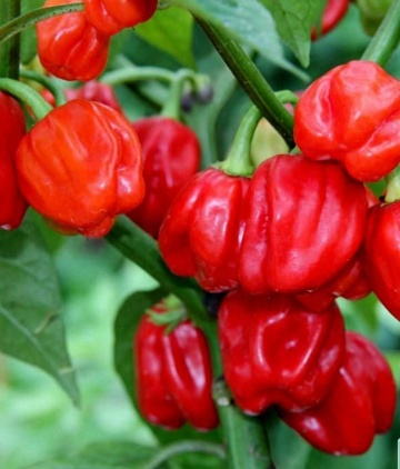 UlaUla BIO (15 seminte) ardei iute Habanero rosu, usor picant, fructat, aroma unica, ReinSaat
