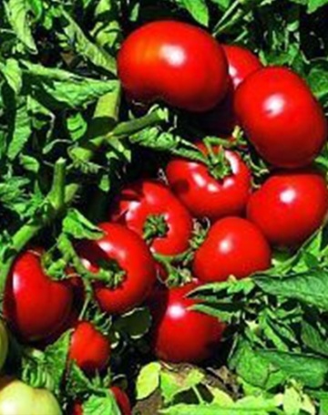 Volna F1 (V119) (1000 seminte) rosii de camp, semitimpurii determinate, Vilmorin