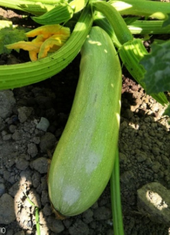 Wanda (12 seminte) dovlecel timpuriu foarte productiv, cilindric, verde deschis, Seklos