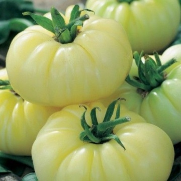 White Beauty (30 seminte) rosii mari albe-crem, semitimpurii nedeterminate, Seklos