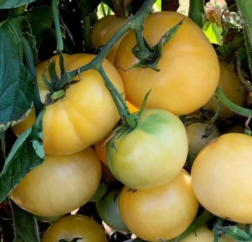 White Sensation BIO (35 seminte) tomate nedeterminate alb-crem, gustoase, rezistente la crapare, recolta indelungata, ReinSaat - Img 4