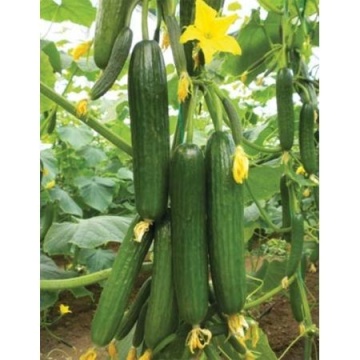 Y - 225 F1 (500 seminte) de castraveti de o calitate foarte buna 17-19 cm cu perioada de plantare primavara si toamna in sere si solarii, Yuksel