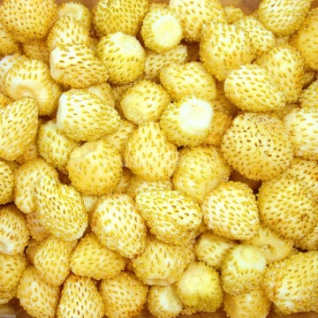 Yellow Wonder (0,1 gr) seminte capsuni salbatice galbene productive, dulci, parfumate, Sekluva - Img 2