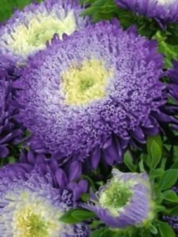 Zefir (1 gr) seminte Ochiul Boului princess flori batute, combinatie de violet, crem, galben, Toraf - Img 2