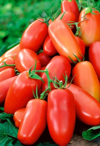 Zyska (30 seminte) de rosii cu fructe alungite si carnoase tip San Marzano, Seklos