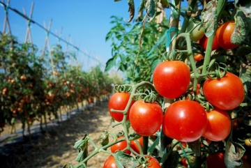 Adam F1 (15 seminte) tomate carnoase, aspect si gust bun, hibrid semi-tardiv, Sekluva - Img 2
