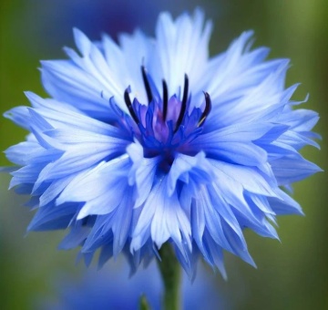 Albastrele Centaurea Cyanus (100 gr) seminte planta anuala melifera, randament foarte mare de miere si polen, Toraf - Img 4