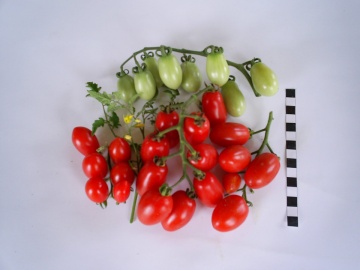 Alya (10 seminte) tomate tip cherry oval alungite, gust echilibrat dulce-acru, de la IZK Bulgaria - Img 3