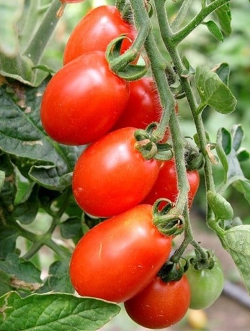 Alya (10 seminte) tomate tip cherry oval alungite, gust echilibrat dulce-acru, de la IZK Bulgaria