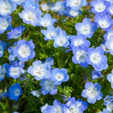 Amestec Nemophila (1 gr) mix de culori albastru, alb si violet, planta de talie joasa, Opal - Img 2