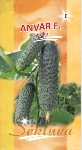 Anvar F1 (20 seminte) castraveti cornichon numai flori femele, hibrid productiv, Sekluva - Img 2