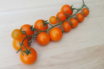 Aprikola F1 (10 seminte) tomate cherry portocalii, timpurii, foarte dulci, Sekluva - Img 4
