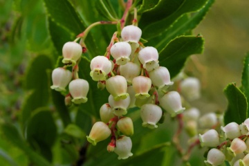 Arbore de Capsuni (50 seminte) Strawberry Tree - Arbutus unedo, flori albe frumoase, fructe foarte gustoase, Saflax - Img 6