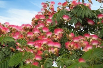 Arbore de Matase (50 seminte) Pinc Acacia - Albizia julibrissin, flori roz, parfumate, pufoase, Saflax - Img 6