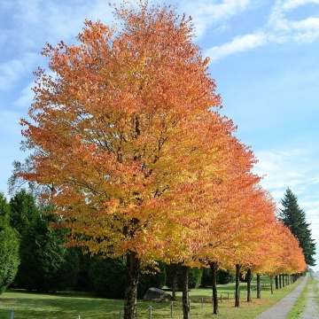 Arbore Japonez de Turta Dulce (200 seminte) Katsuratree - Cercidiphyllum japonicum, frunze culori schimbatoare, aroma de caramel si scortisoara, Saflax - Img 2