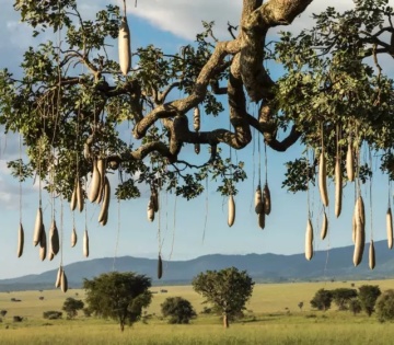 Arborele de Carnati (10 seminte) Sausage Tree - Kigelia pinnata var. africana, flori mari rosu inchis, fructe lungi, interesante, Saflax - Img 4