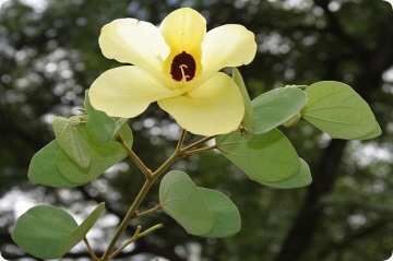 Arborele de Orhidee Galbena (30 seminte) Yellow Orchid Tree - Bauhinia tomentosa, arbore mic, flori asemanatoare orhideelor galbene, parfumate, Saflax - Img 6