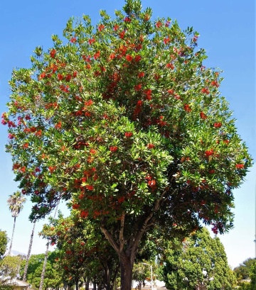 Arborele Roata de Foc (20 seminte) Firewheel Tree - Stenocarpus sinuatis, flori mari rosii-portocalii, asemanatoare flacarilor, Saflax - Img 7