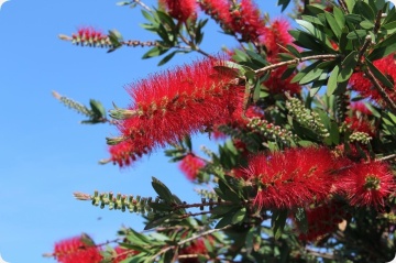 Arbust Perie de sticle (40 seminte) Red Bottle Brush - Callistemon citrinus, flori rosii, frunze cu parfum de citrice, Saflax - Img 2