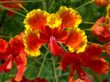 Arbustul Paun (10 seminte) Mexican Bird of Paradise - Caesalpinia pulcherrima, flori superbe rosii-portocalii, Saflax - Img 9