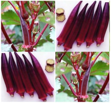 Bame rosii Burgundy (30 seminte) bame culoare visiniu inchis, foarte gustoase, Agrosem - Img 2