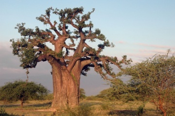 Baobab African (6 seminte) African Monkey Bread Tree - Adansonia digitata, arbore cu trunchi gros, rezistent la seceta, Saflax - Img 2