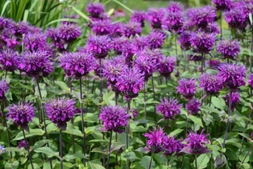 Bee Balm Purple (750 seminte) Monarda perena inflorire lunga, flori mov, Seklos - Img 5