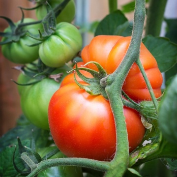 Beefsteak BIO (30 seminte BIO) rosii mari tip gigant, carnoase, gust excelent, Seklos - Img 2