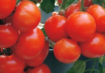 Bella Rosa F1 (500 seminte) de rosii semitimpurii cu crestere determinata de tip beef, Sakata