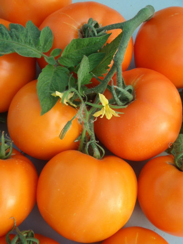 Bendida F1 (250 seminte) tomate Bendida semitimpurii culoare portocaliu intens, Geosem - Img 2