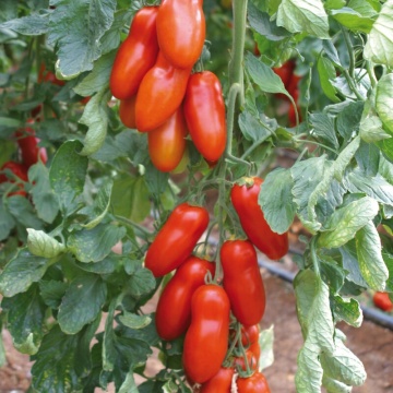Bengala F1 (100 seminte) rosii tip San Marzano, semitimpurii nedeterminate, consum proaspat si procesat, La Semiorto Sementi