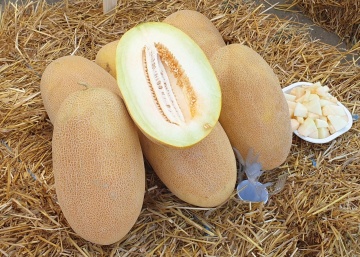 Bijour (MA 24-22) (1000 seminte) pepene galben timpuriu tip Ananas, Vilmorin - Img 2