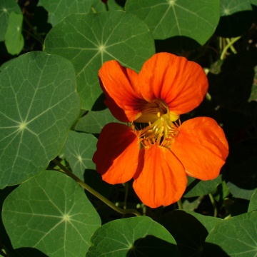 BIO Condurul Doamnei Mix (1 gr seminte) de flori Condorul Doamnei Tropaeolum Majus Nanum, Laktofol