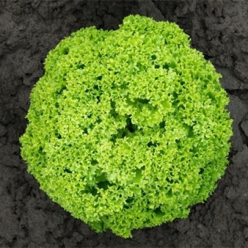 Biondonna (5.000 seminte) salata ce se preteaza a fi cultivata pe toata perioada anului cu frunze crete si crocante un verde deschis, Bejo