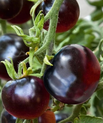 Blackball (30 seminte) rosii negre-indigo tip cherry, culoare negru intens indigo, rosii exotice, Chemyfarm
