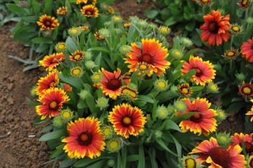 Blanketflower Burgundy (170 seminte) Gaillardia flori brun-roscate cu galben, inflorire abundenta, Seklos - Img 5
