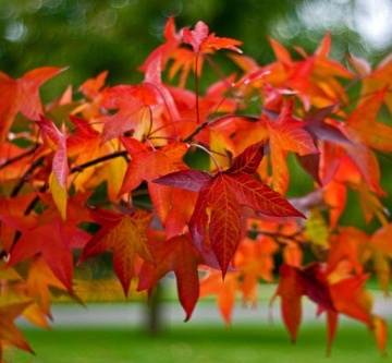 Bonsai Arbore de Guma (100 seminte) American Sweet Gum - Liquidambar styraciflua, frunze culori schimbatoare, extrem de decorativ, Saflax - Img 4