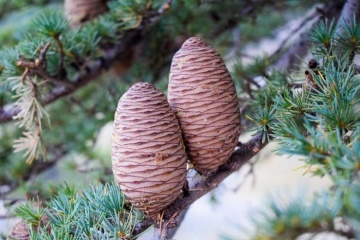 Bonsai Cedru Libanez (20 seminte) Bonsai Lebanon Cedar - Cedrus libani, conifer decorativ vesnic verde, Saflax - Img 2