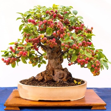 Bonsai Mar Paduret (30 seminte) Bonsai Wild Crab - Malus Sylvestris, flori albe elegante, Saflax - Img 4