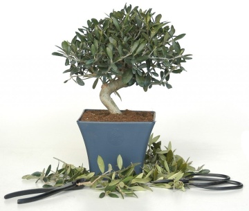 Bonsai Maslin (20 seminte) Bonsai Common Olive - Olea europea, arbore decorativ vesnic verde, Saflax - Img 4