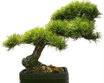 Bonsai Pin Auriu (20 seminte) Bonsai Ponderosa Pine - Pinus ponderosa, cea mai mare specie de pin, ace foarte lungi, Saflax - Img 6