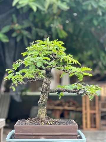 Bonsai Tamarin (4 seminte) Bonsai Tamarind - Tamarindus indica, arbore cu frunze delicate, care se strang noaptea, Saflax - Img 5