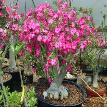 Bonsai Trandafirul Desertului (8 seminte) Bonsai Desert Rose - Adenium obesum, flori mari roz, Saflax - Img 3