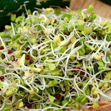 Brokul - Broccoli BIO Organic (10 gr) seminte pentru germeni sau vlastari de Broccoli BIO, Toraf - Img 2