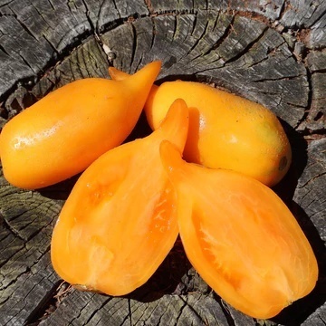 Buratino BIO (20 seminte) tomate galben-portocalii alungite cu varf ascutit, aroma dulce-fructata, ReinSaat - Img 3