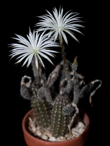 Cactus Floarea Adoratiei (40 seminte) Flower of Adoration - Echinopsis Mirabilis, cactus mic, flori superbe, parfumate, Saflax - Img 2