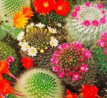 Cactus Mammilaria Mix (40 seminte) cactusi usor de ingrijit, flori foarte colorate, Saflax - Img 5
